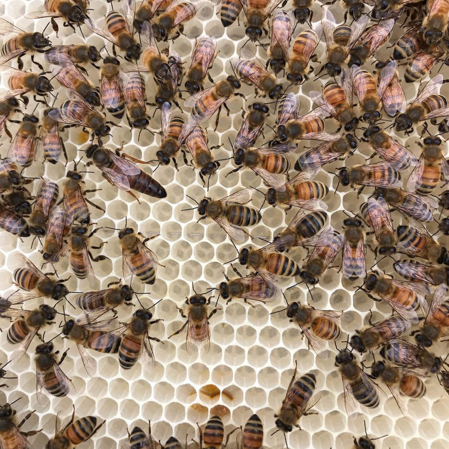 Bees on honeycomb