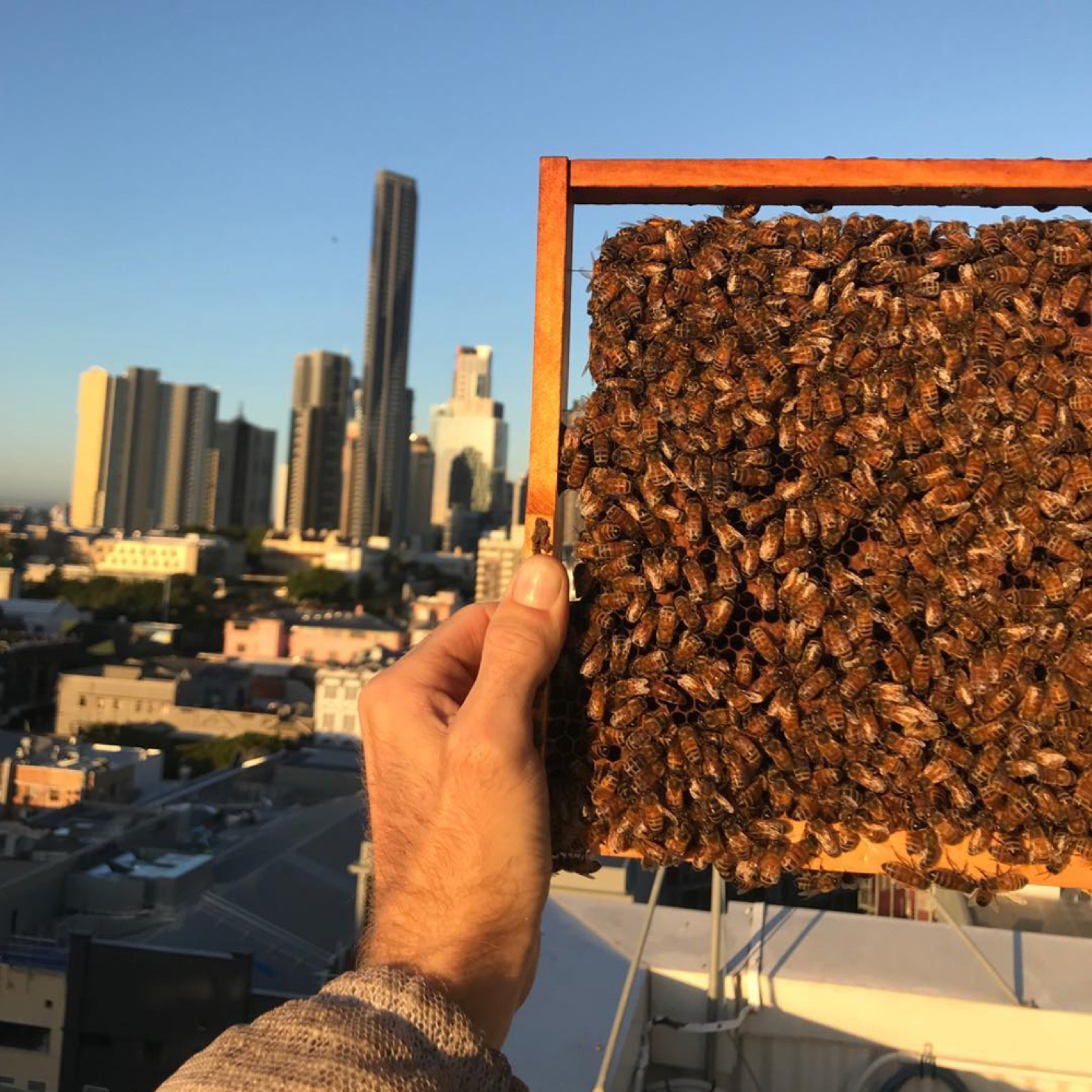 Bees on honeycomb looking out over rooftop