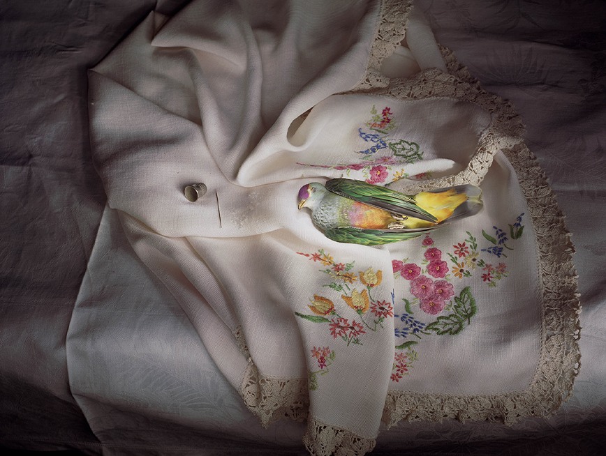 Photograph of a dead fruit dove lying on a embroidered cloth, a needle and thimble placed next to the bird.