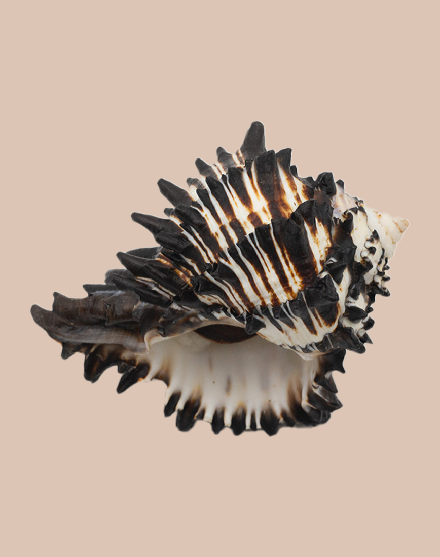Precious Shells - web banner - thumbnail-portrait - Museum of Brisbane ...