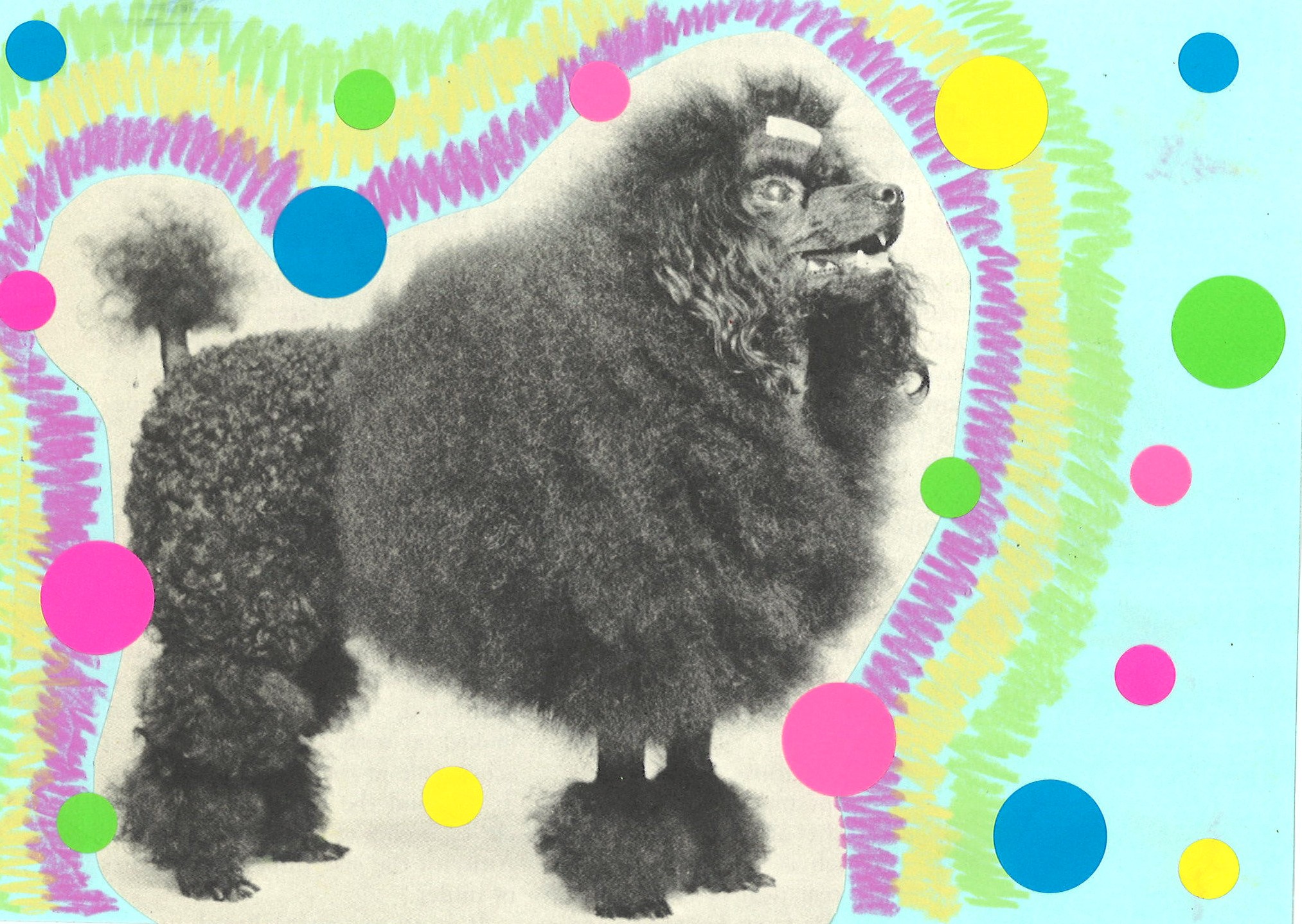 Picture of a black poodle surrounded with scribbles and dots